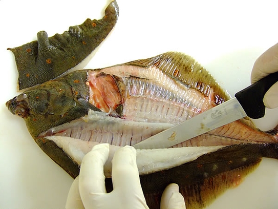 Mit dem Messer das Fischfilet vorsichtig von den Gräten schneiden