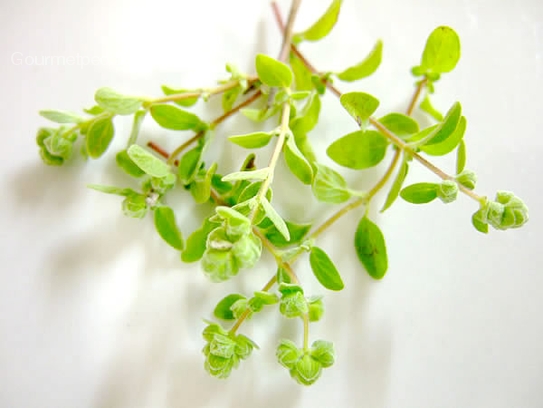 Marjoram