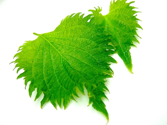 Green Shiso leaves