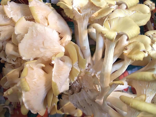 Golden oyster mushroom