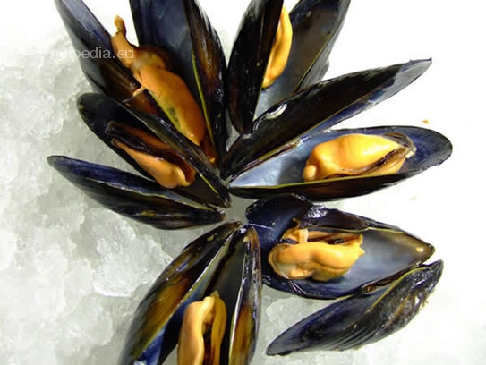 Mussels