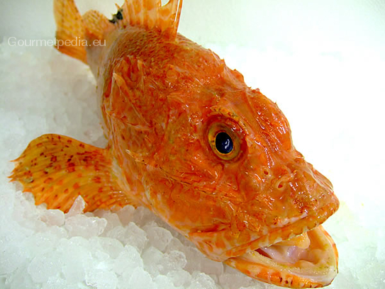 Scorpion-fish