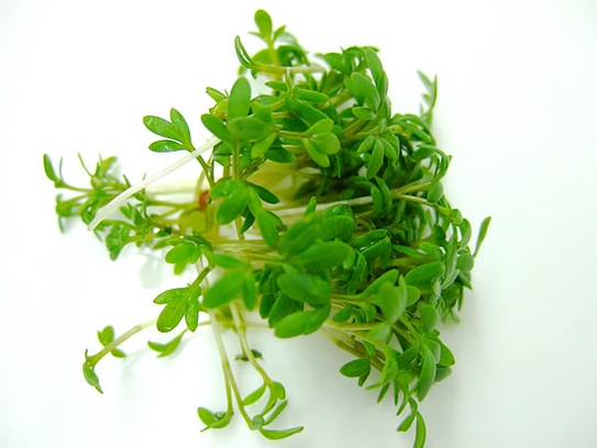 Garden cress