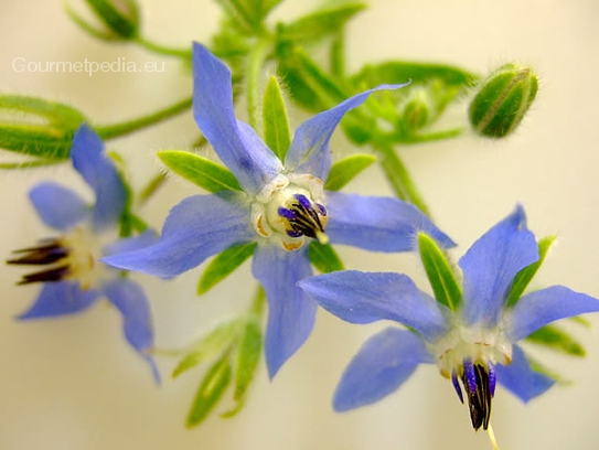 Borage blossoms