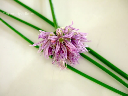 Chive blossoms