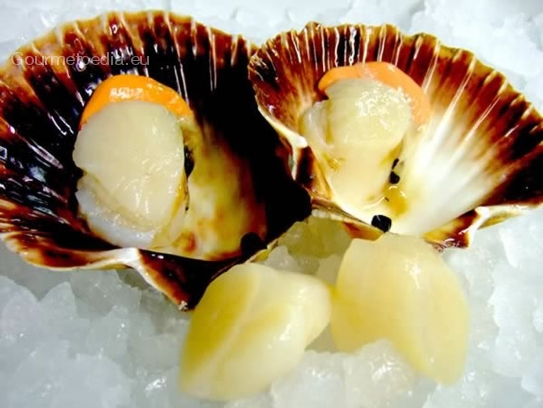 Scallops