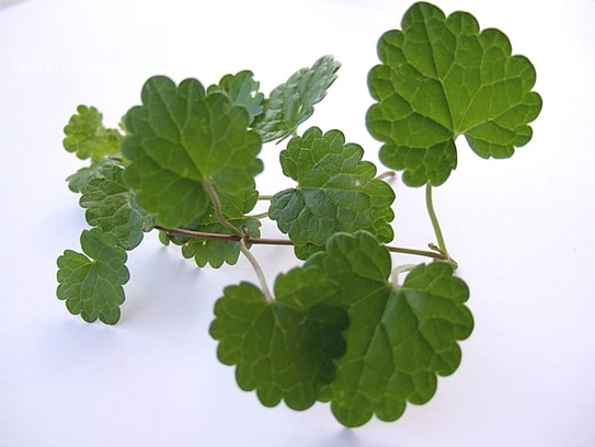 Ground-ivy