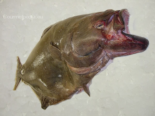 Halibut