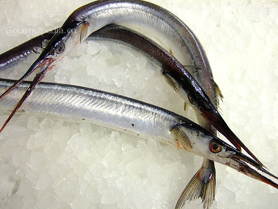 Garfish