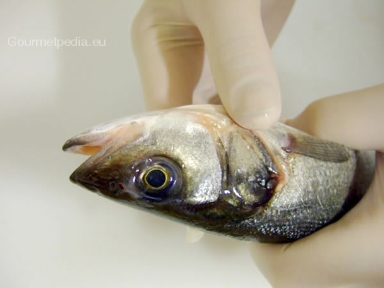 Frische der Fische erkennbar an glänzenden Augen