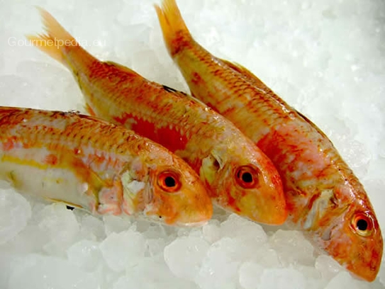 Red mullet