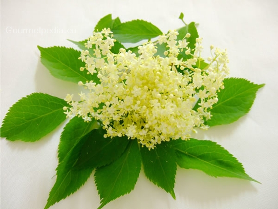 Elderberry blossom