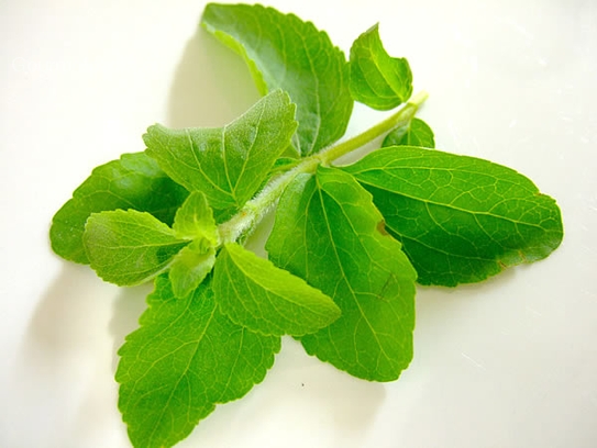 Stevia