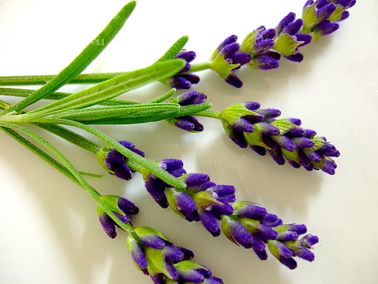 Lavender blossoms