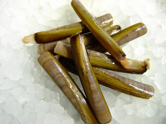 Razor clams