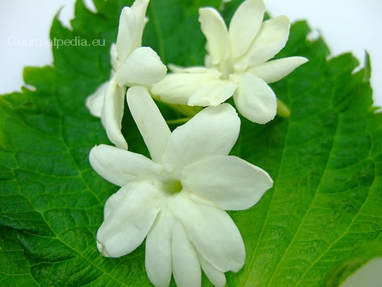 Jasmine blossoms