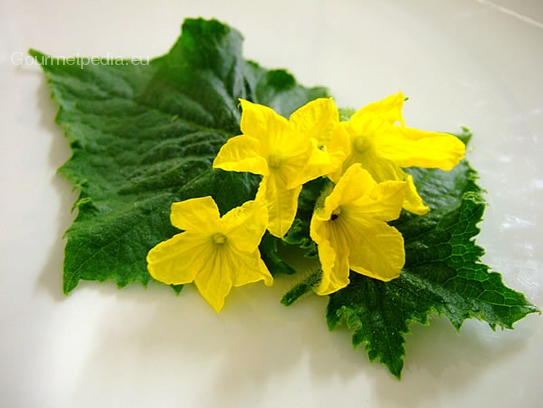 Cucumbers blossoms