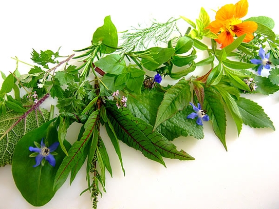 Fresh garden herbs and blossoms