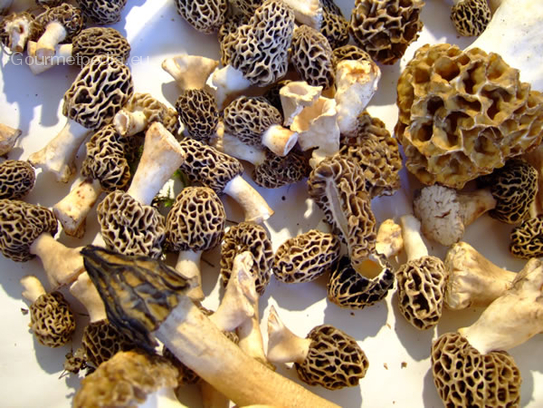 Morels