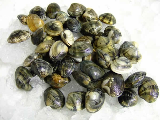 Venus clams