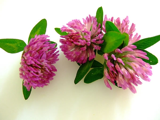 Red clover