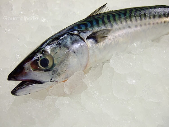 Mackerel