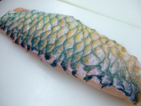 Parrotfish