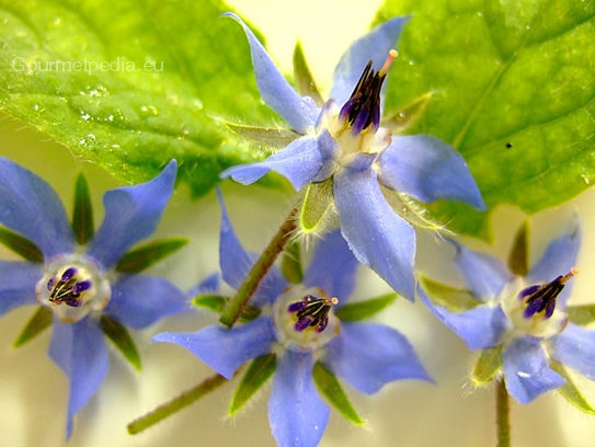 Borage blossoms