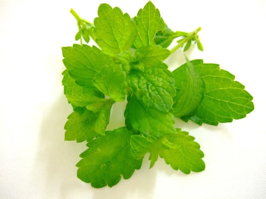 Lemon balm