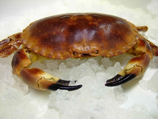 Giant crab