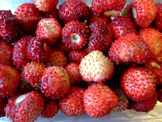 Wild strawberry