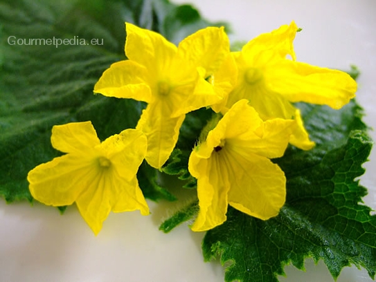 Cucumbers blossoms