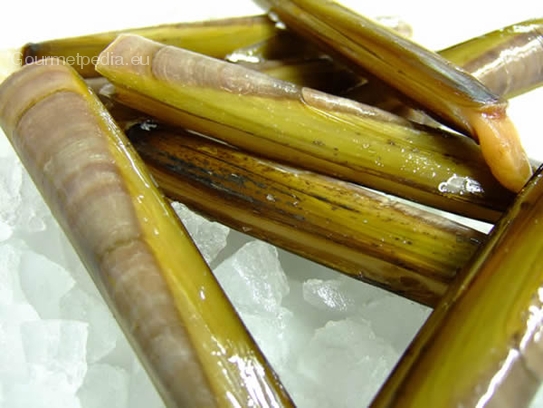 Razor clams