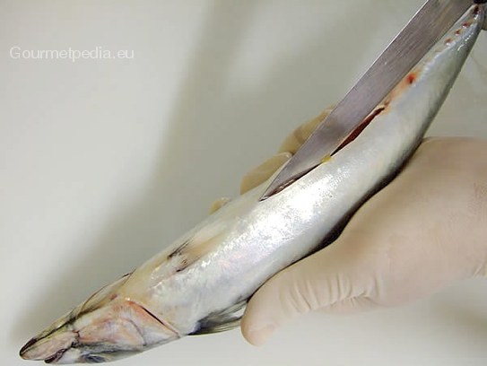 Den Fisch schuppen und mit einem Messer den Bauch entlang bis zum Kopf aufschneiden