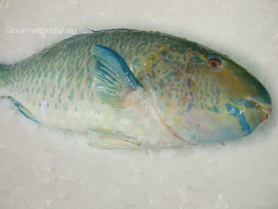 Parrotfish